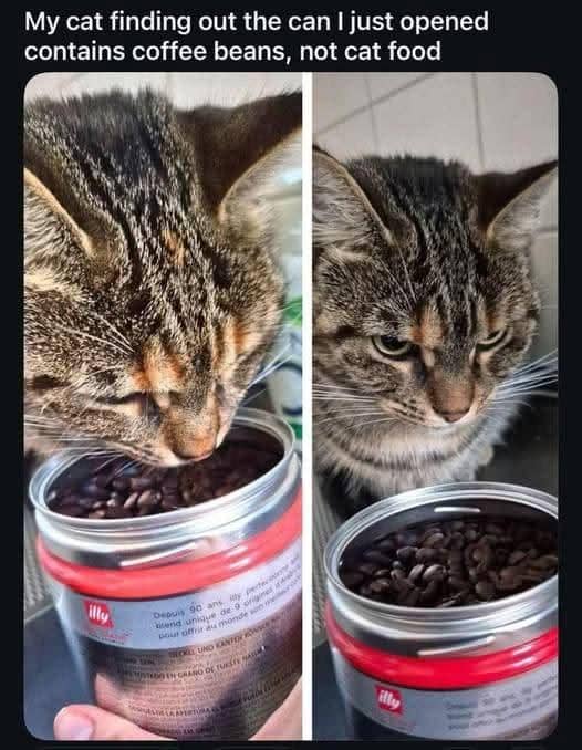 meme kucing tentang pembuka kaleng