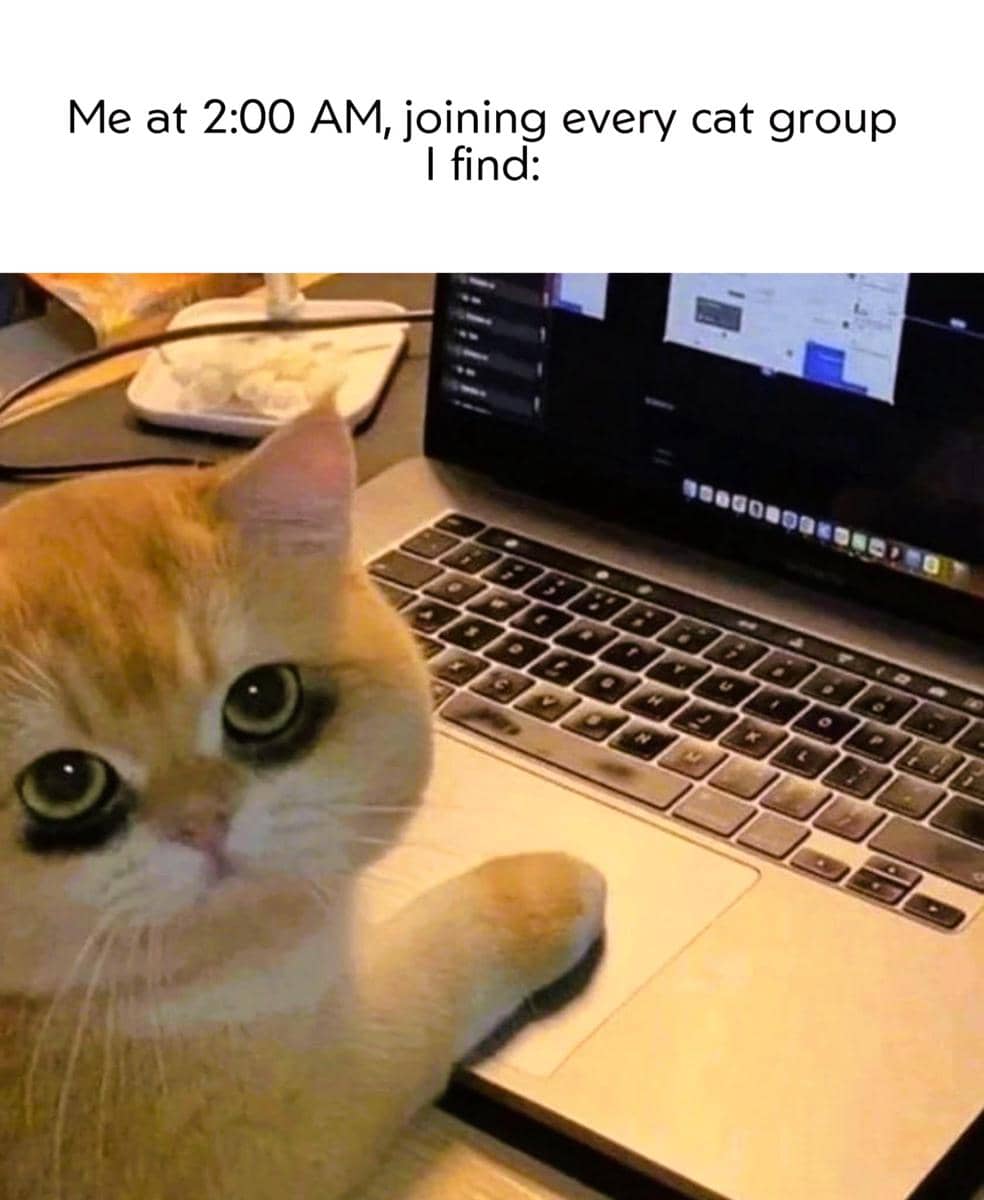meme kucing tentang kecanduan