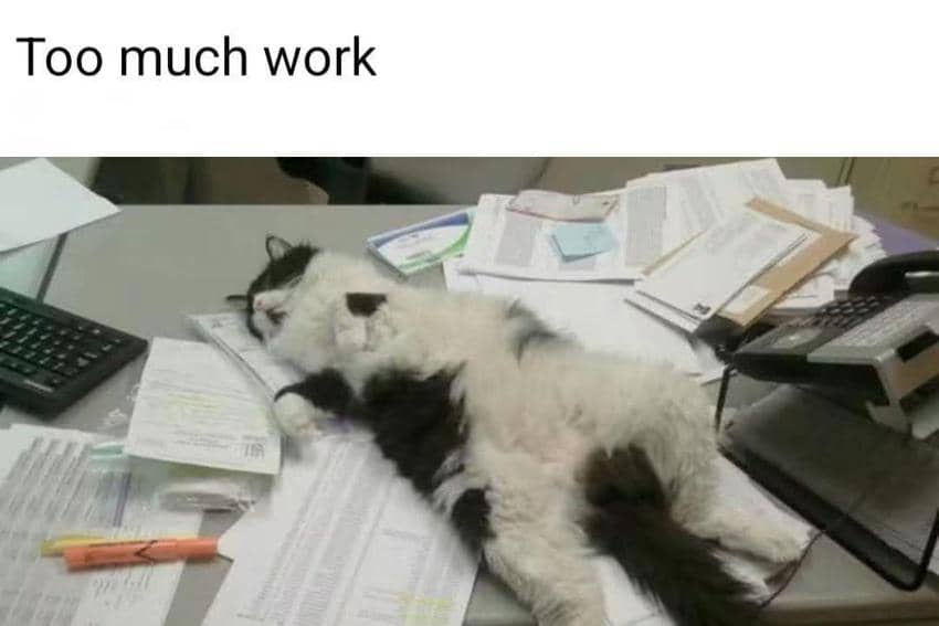 8 Meme Kucing tentang Hal Berlebihan, Sampai Ada yang Teler
