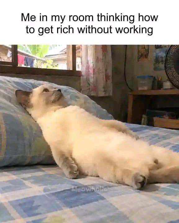 meme kucing gak ngapa-ngapain