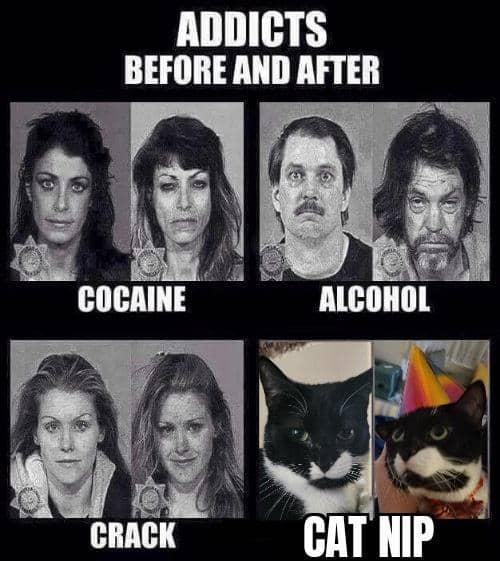 meme kucing tentang kecanduan