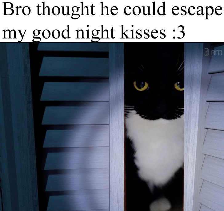 meme mencium kucing