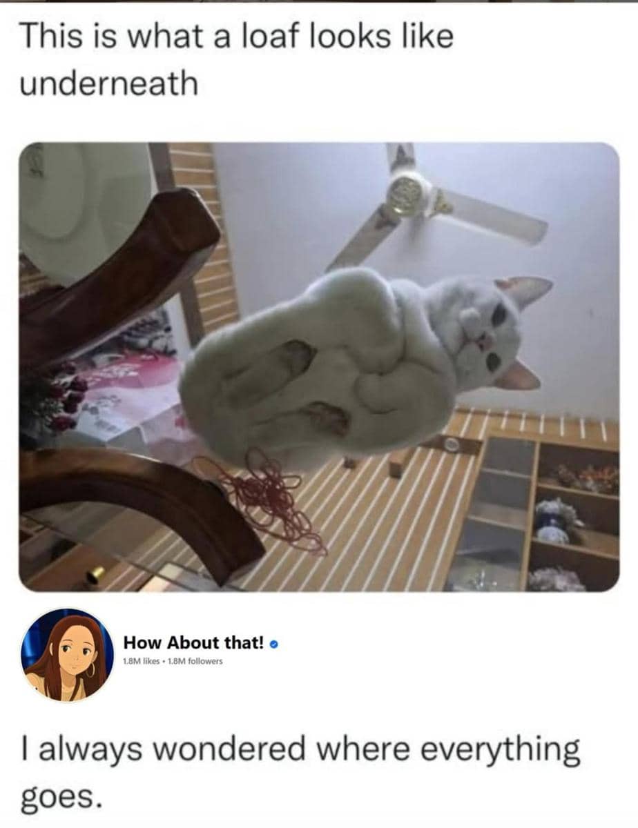 meme kucing putih