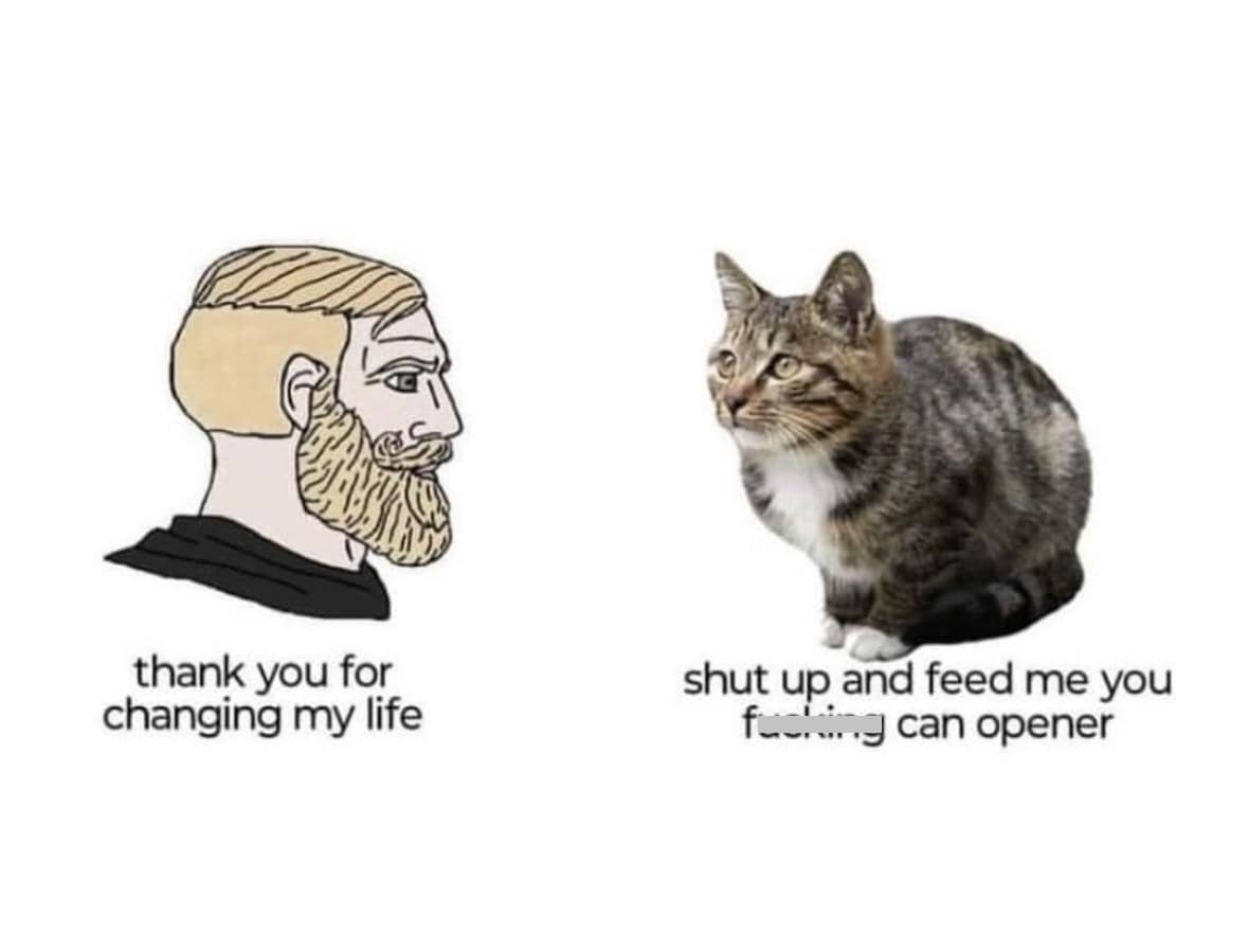 meme kucing tentang pembuka kaleng