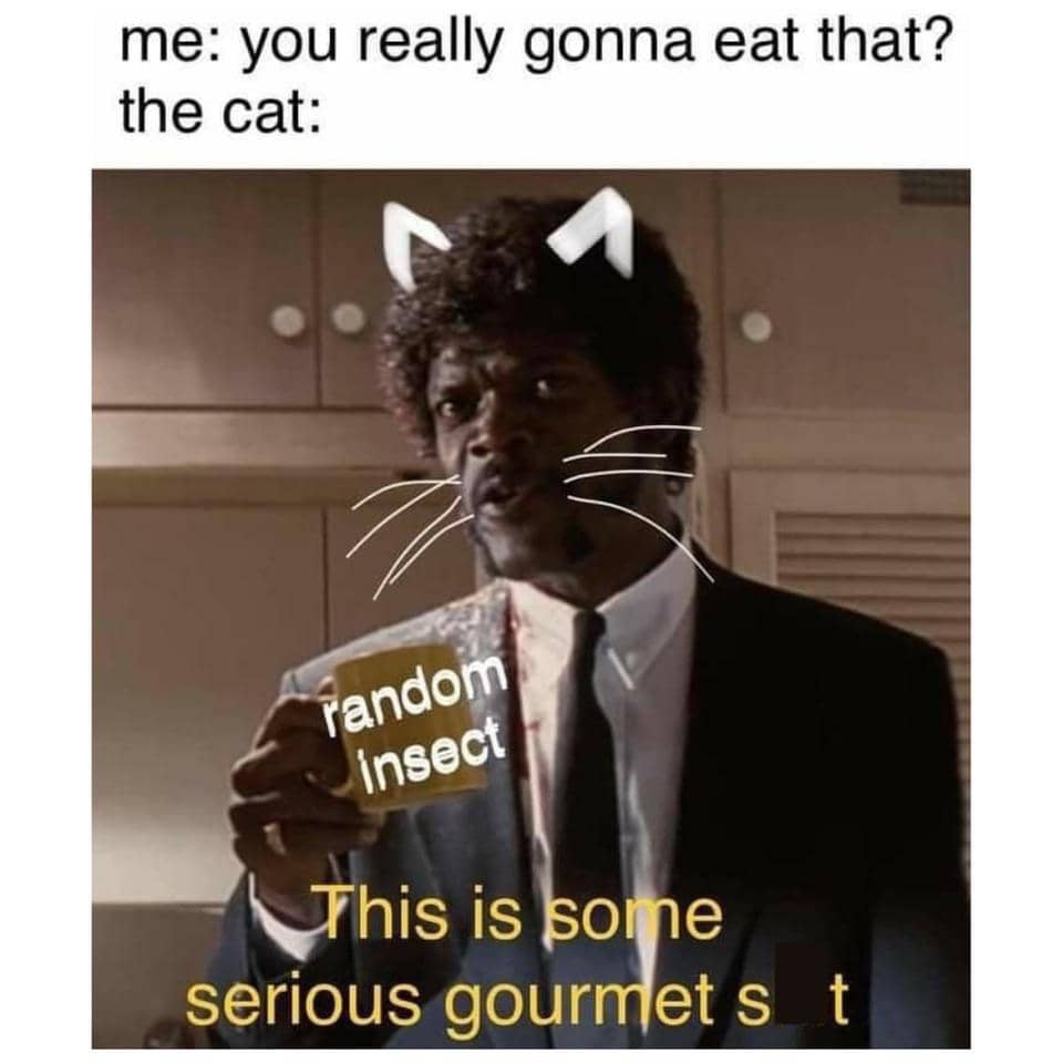 meme kucing tentang kecanduan