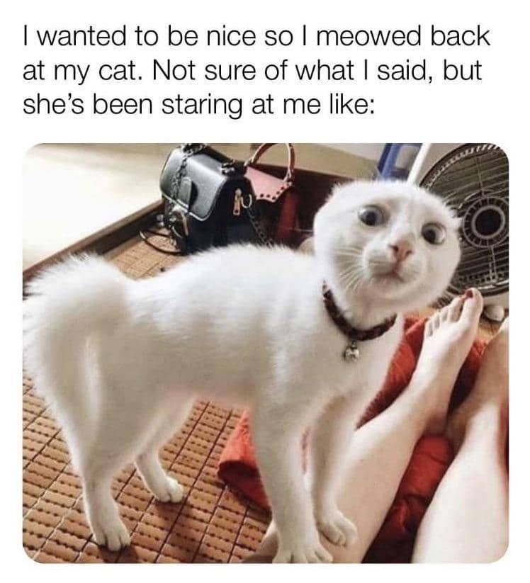 meme kucing putih