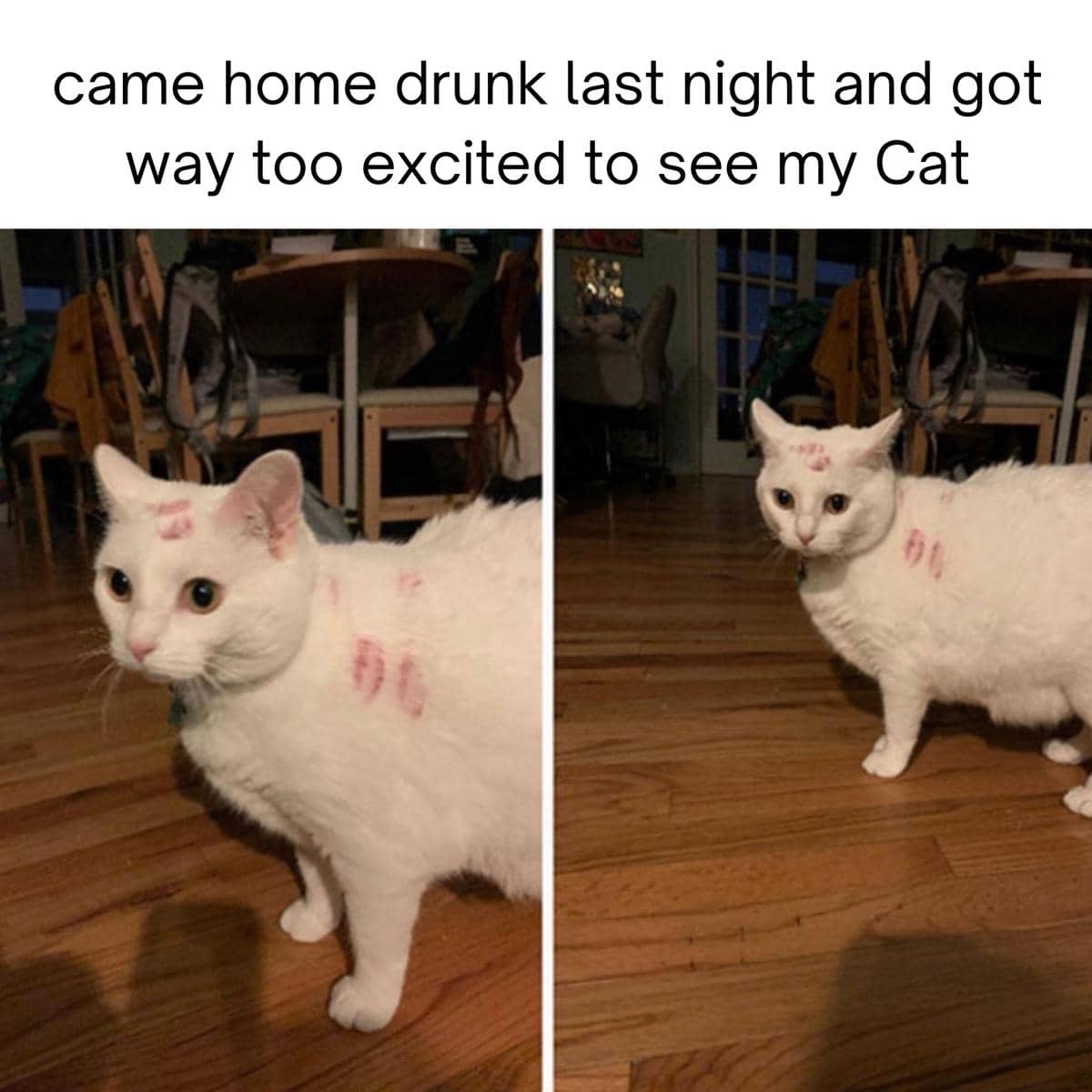 meme mencium kucing