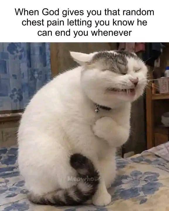 meme kucing putih