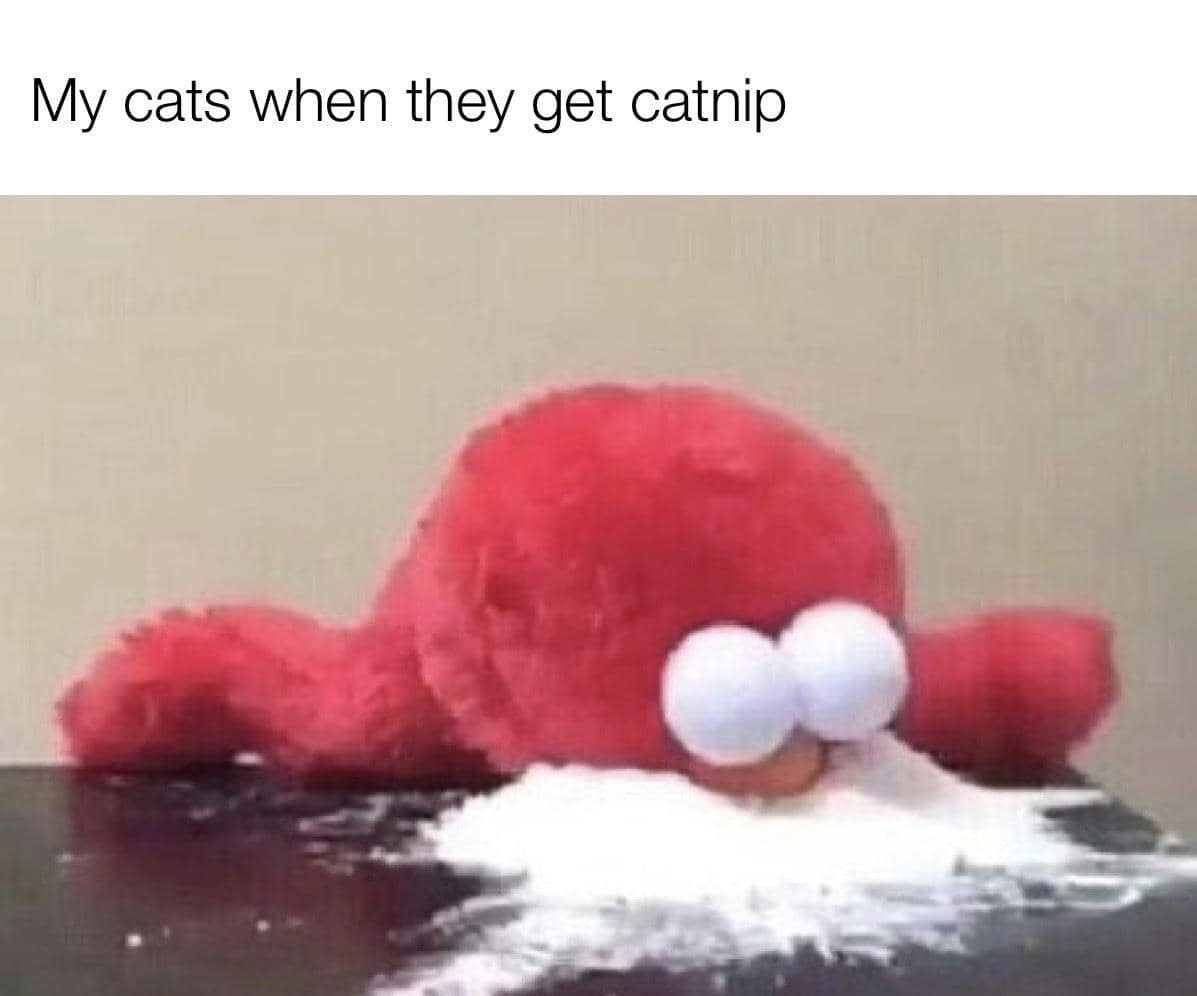meme kucing tentang kecanduan