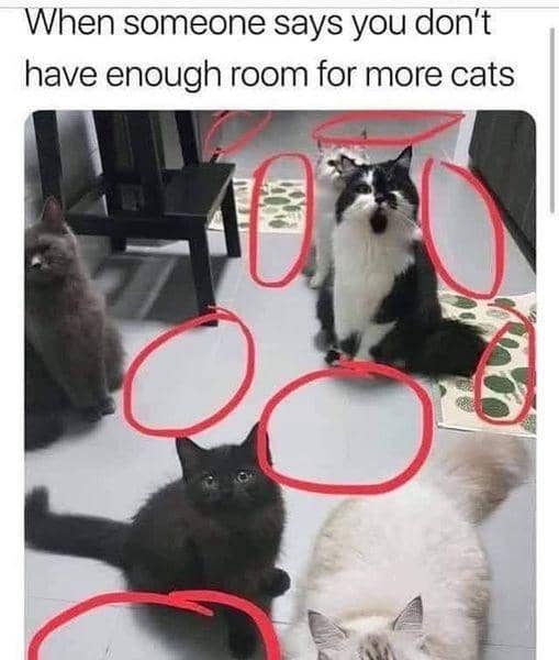 meme kucing tentang hal berlebihan