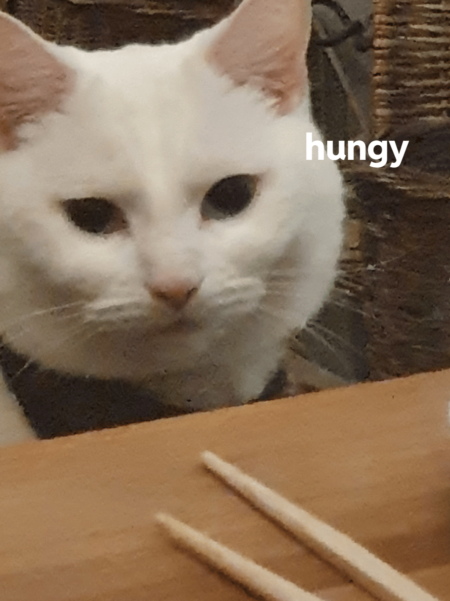 meme kucing putih