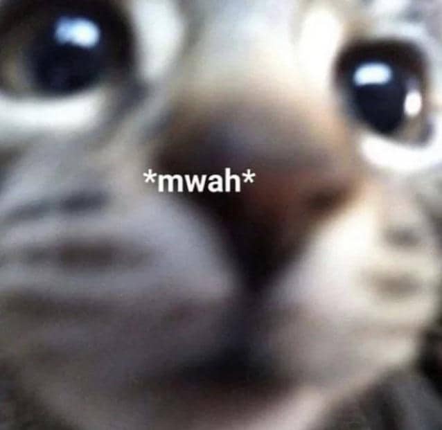 meme mencium kucing