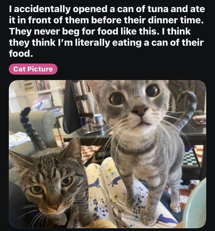 meme kucing tentang pembuka kaleng