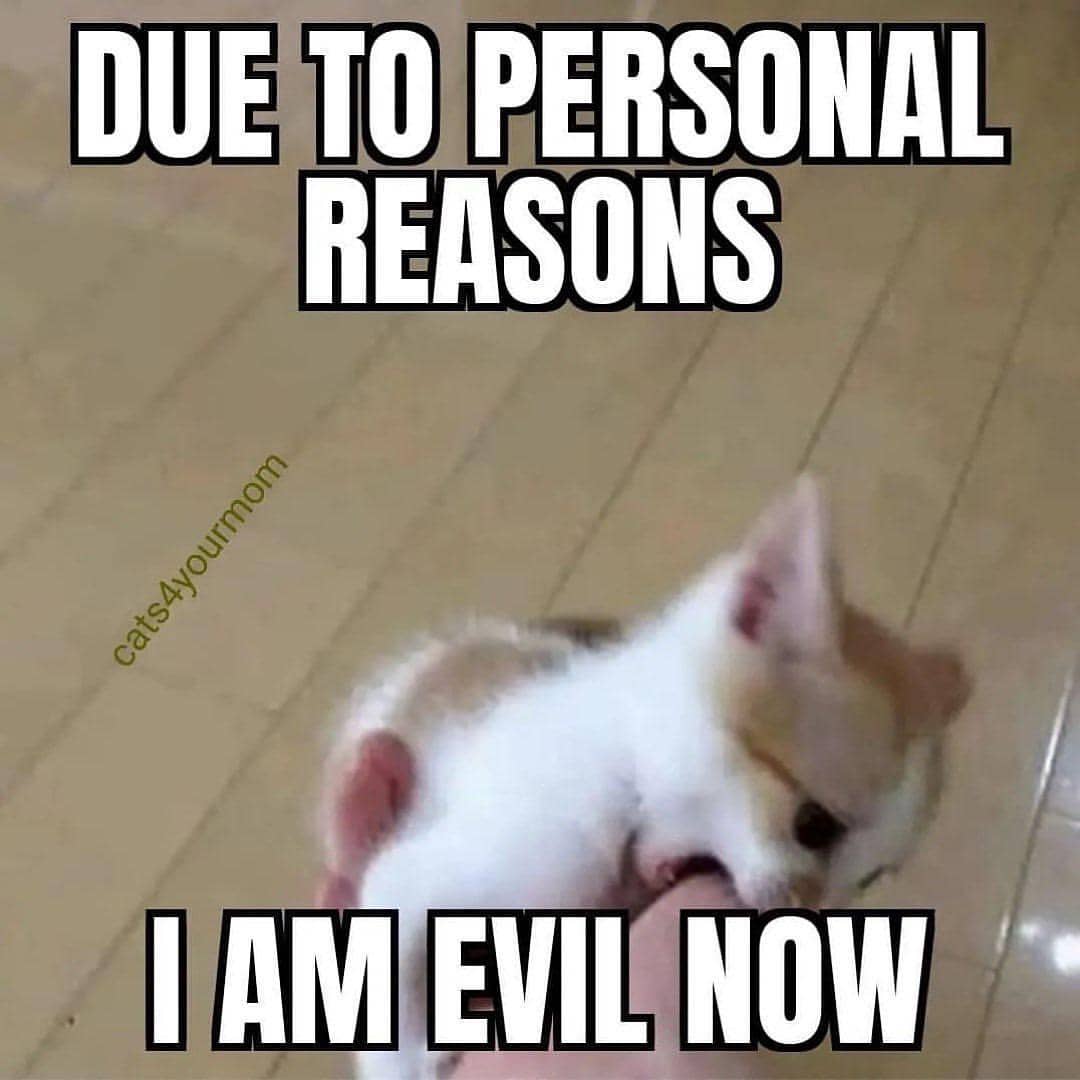 meme kucing tentang hal berlebihan