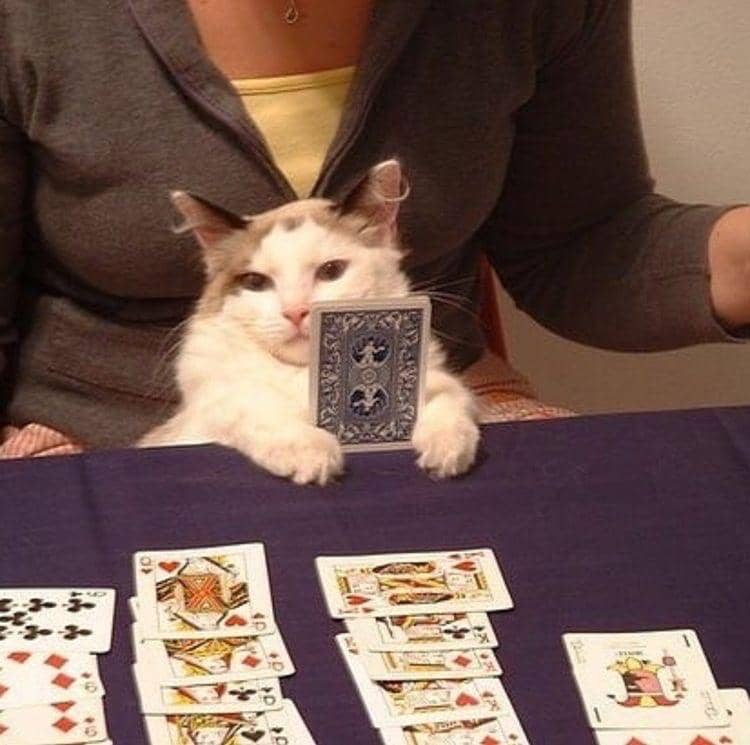meme kucing tentang kecanduan