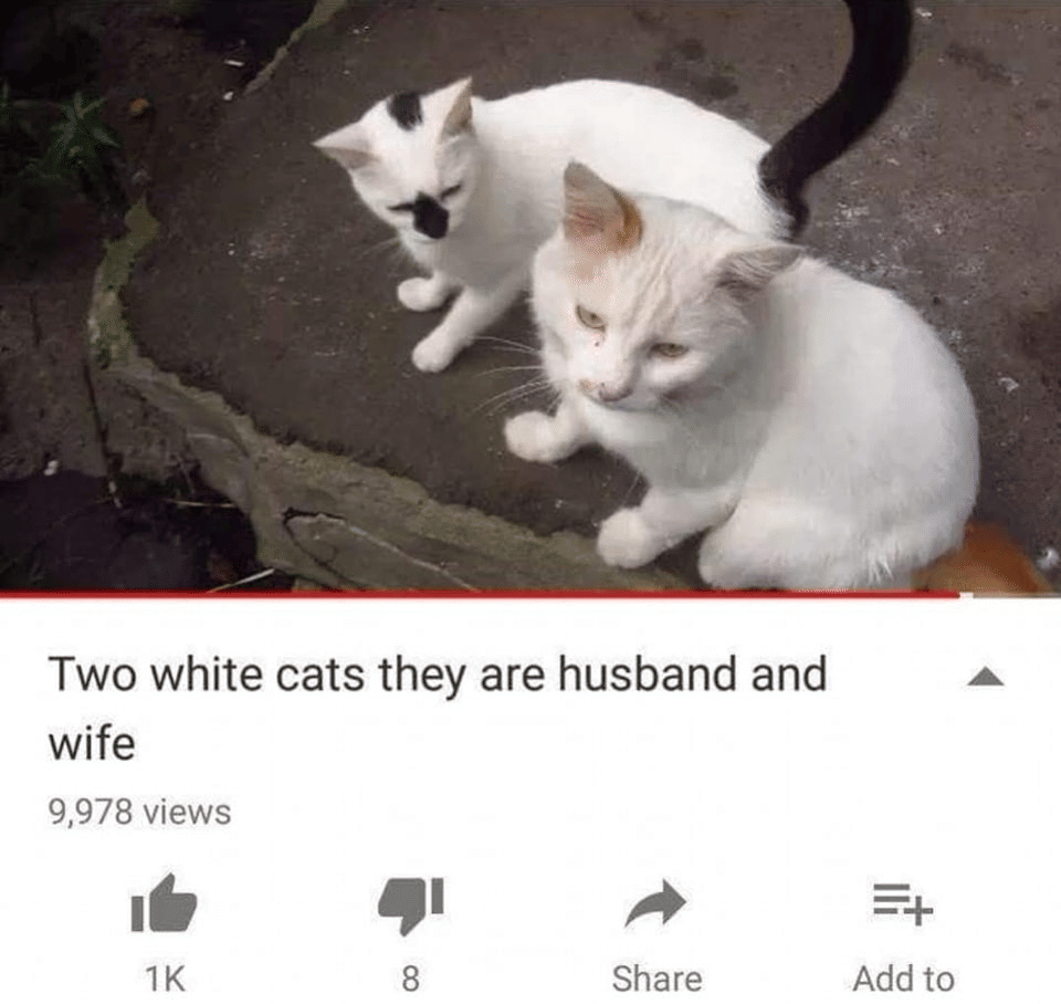 meme kucing putih