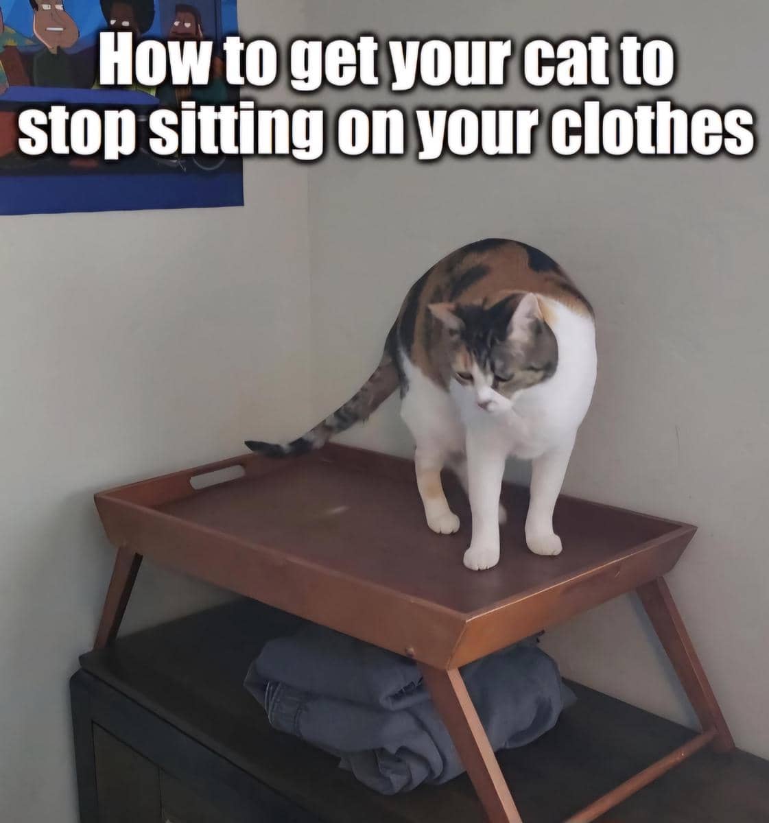 meme kucing tentang hal berlebihan