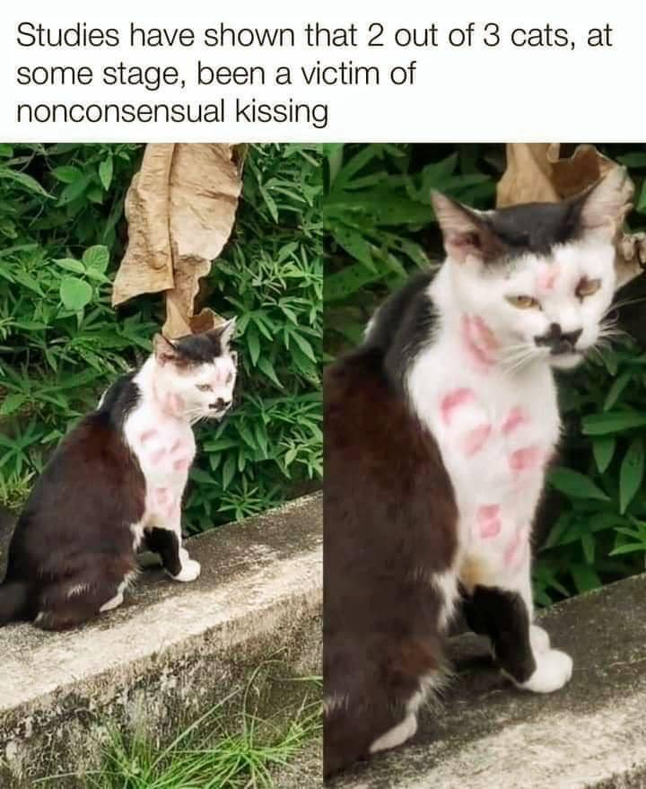 meme mencium kucing