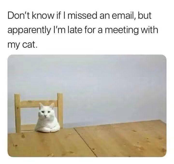 meme kucing putih