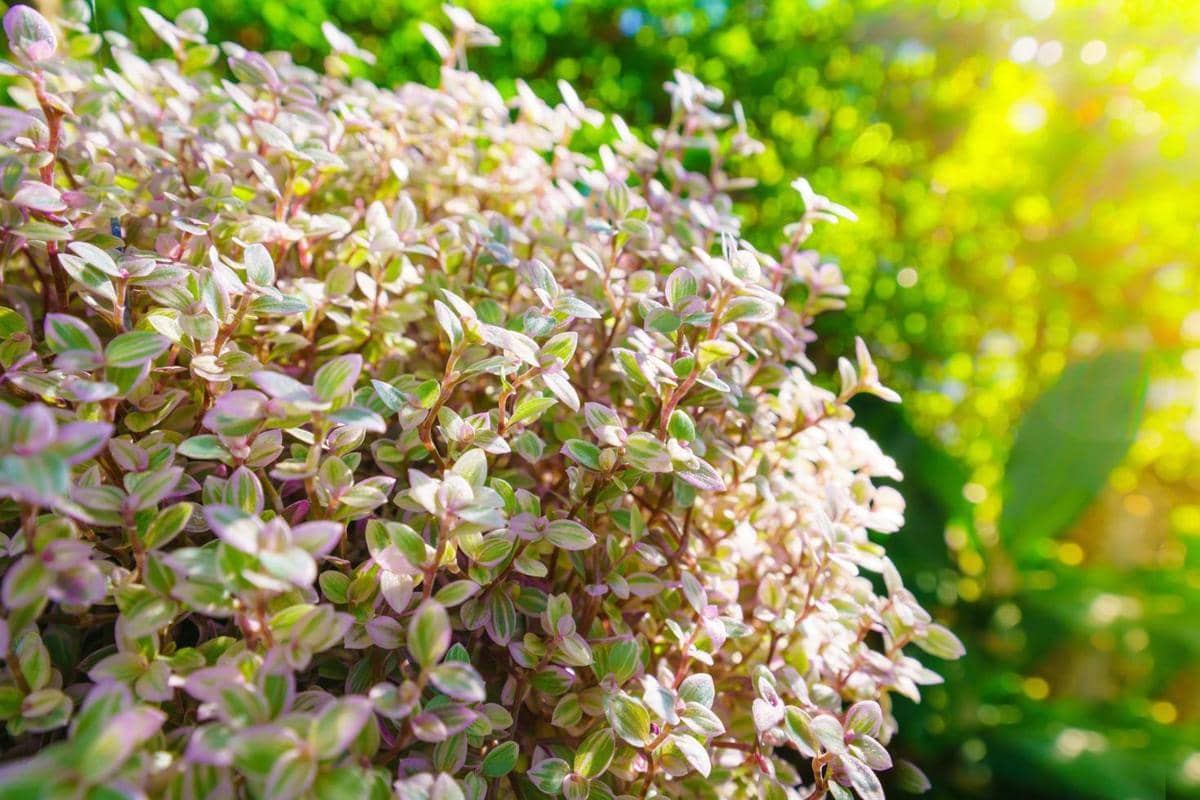 ilustrasi callisia repens pink lady