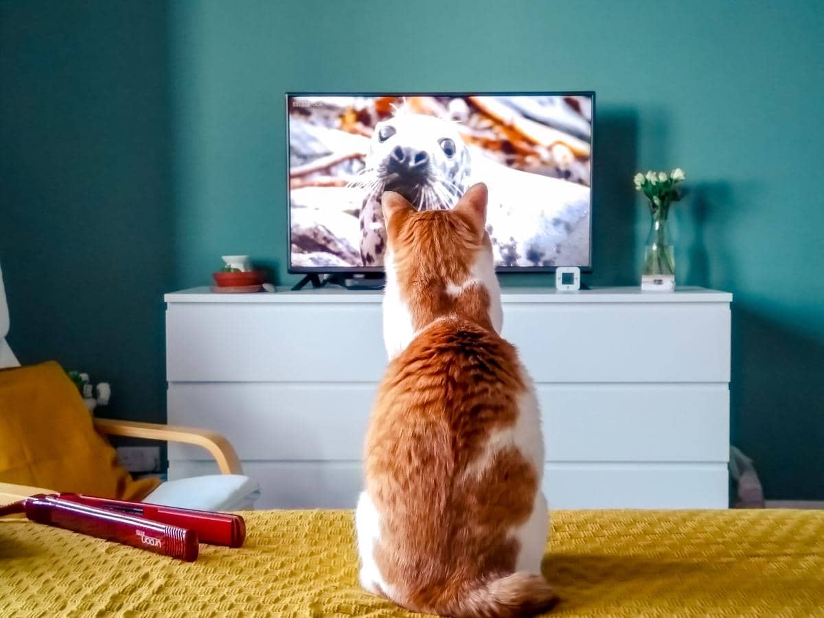 Cat TV untuk Kucing, Apa Manfaat dan Risikonya?