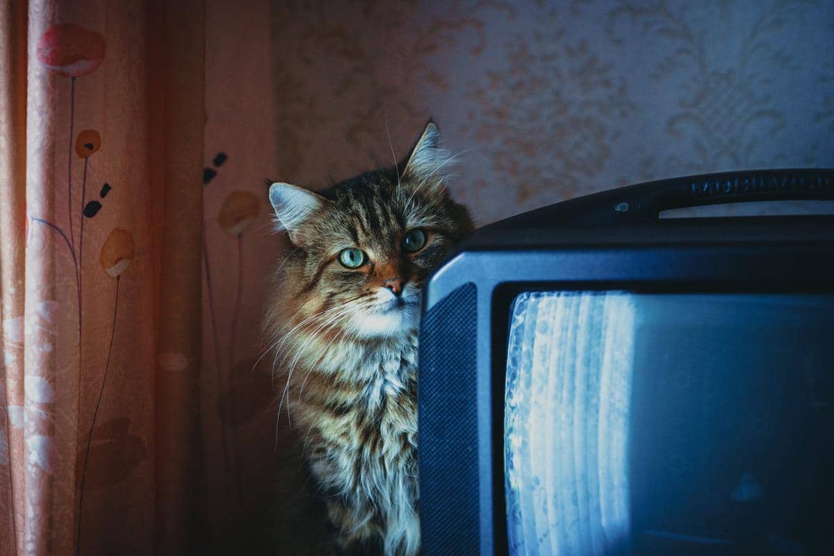Seekor kucing sedang mengintip sebuah tayangan di TV.
