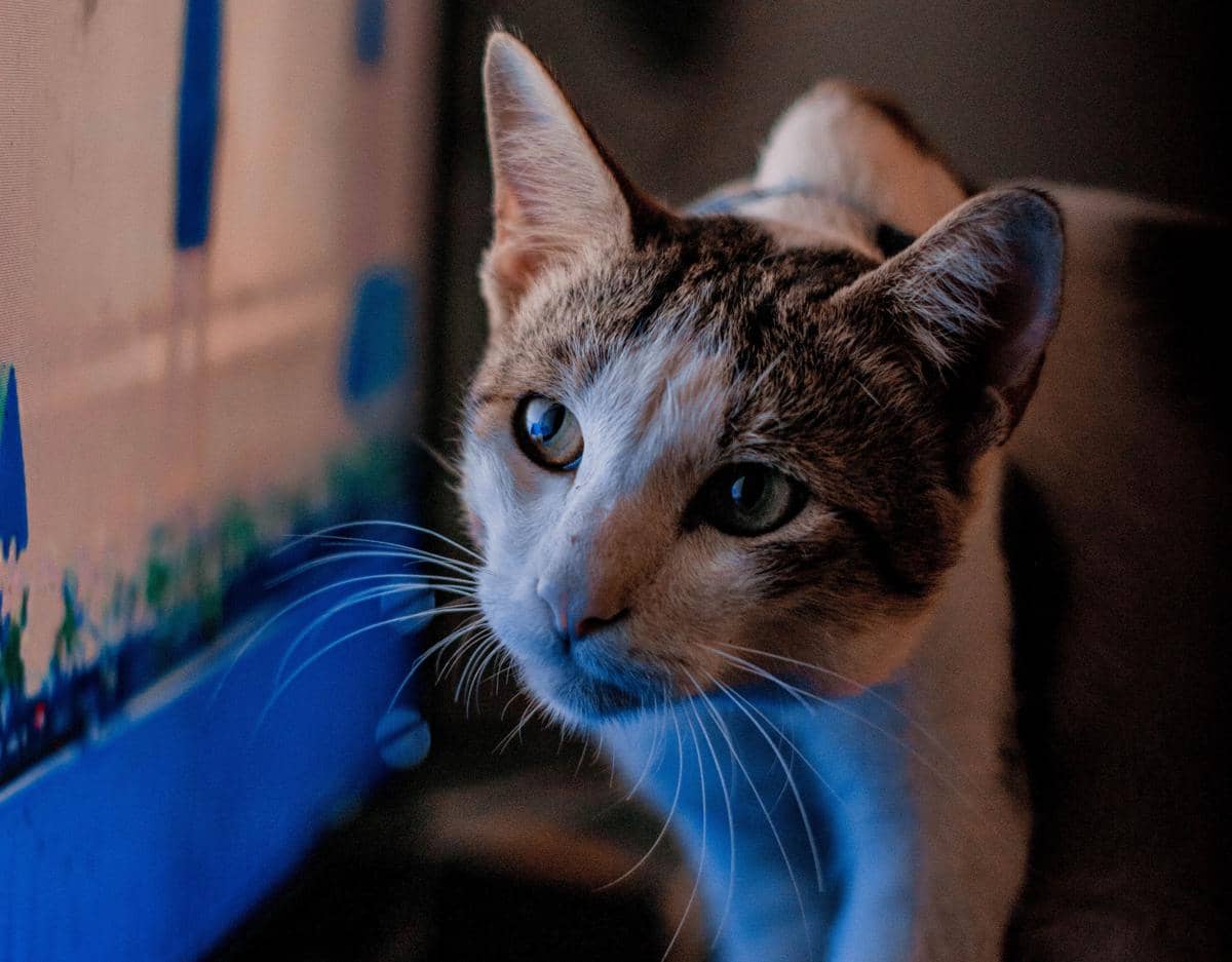 Seekor kucing sedang menonton sebuah tayangan video di TV.