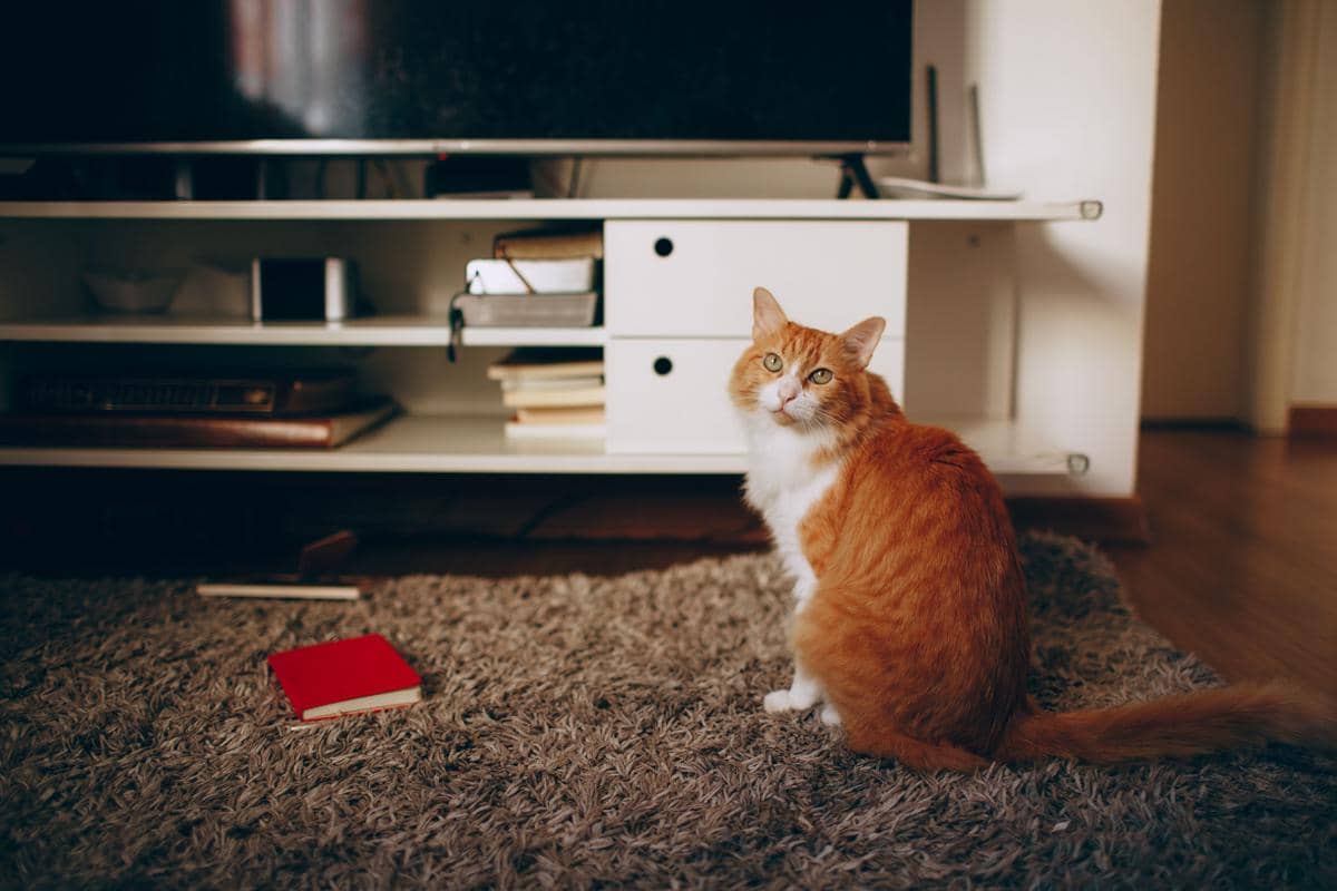 Seekor kucing sedang menonton sebuah tayangan video di TV.