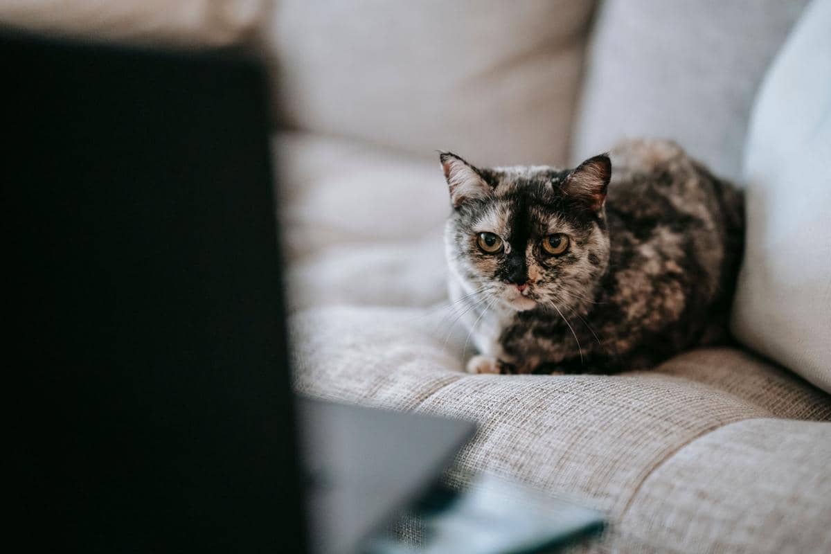 Seekor kucing sedang menonton sebuah tayangan.