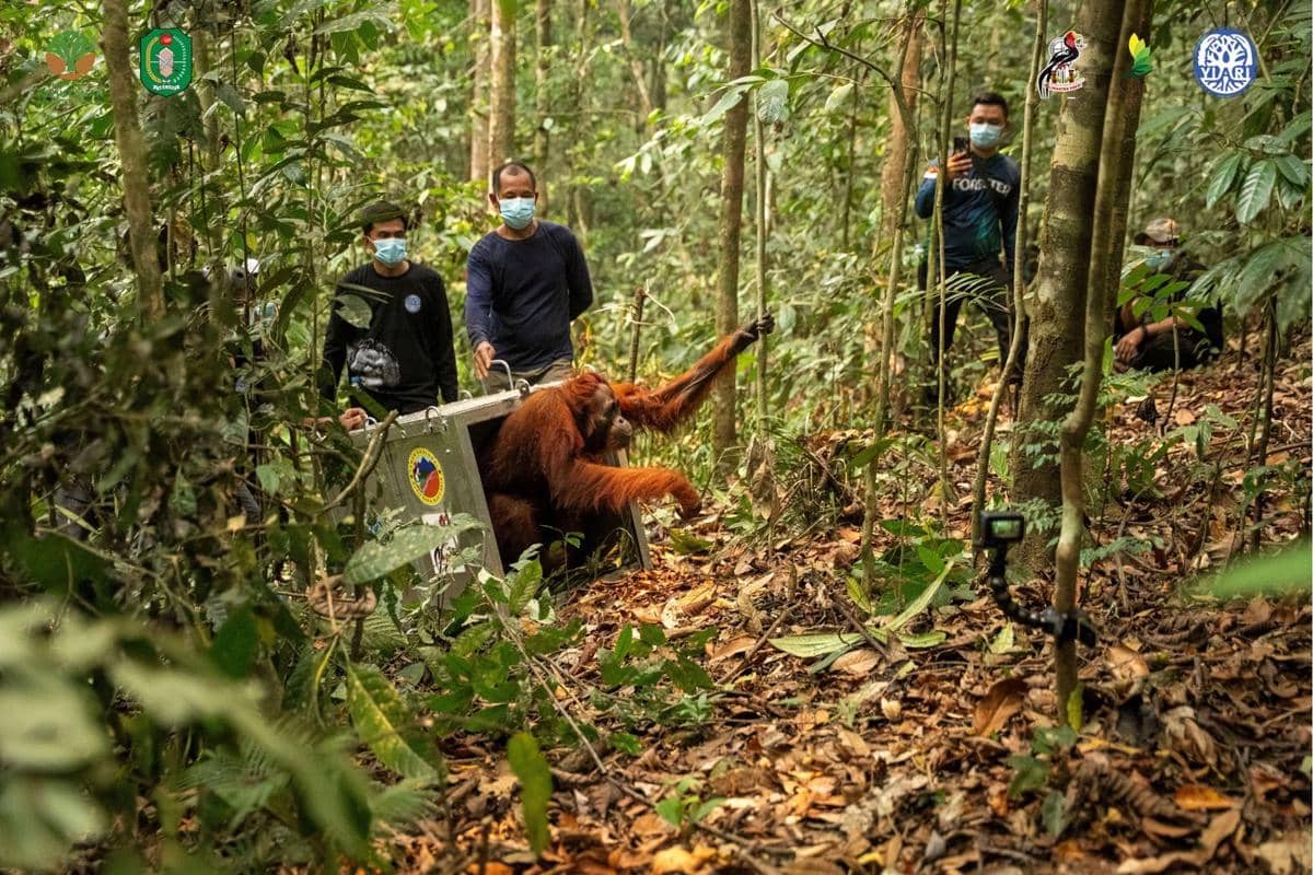Orang Utan Korban Karhutla Akhirnya Kembali Bebas Liar di Batu Nyambu