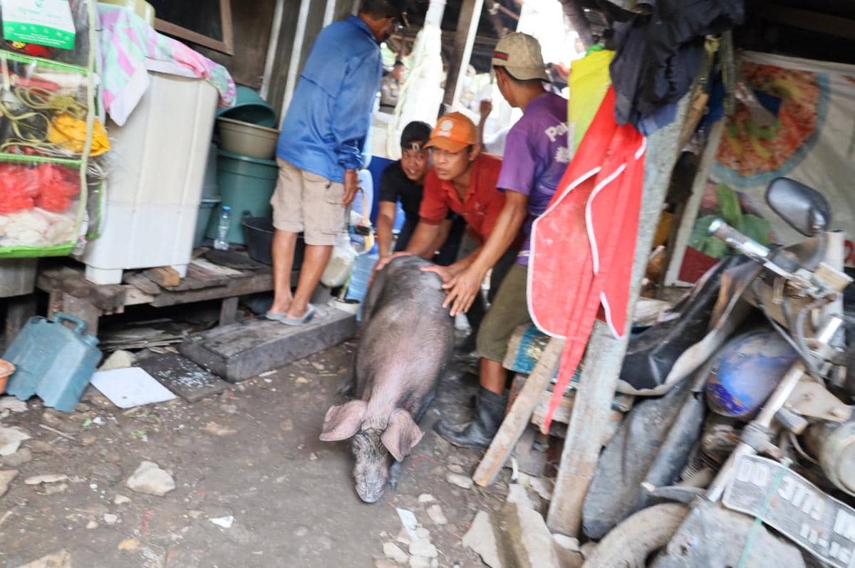 Peternakan Babi di Panakkukang Ditertibkan, 49 Peternak Terdampak