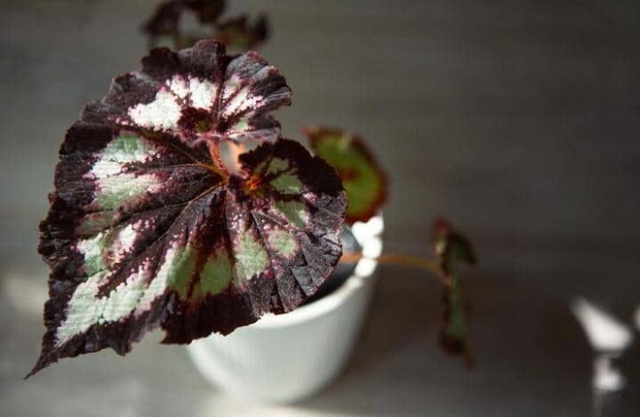 ilustrasi begonia rex