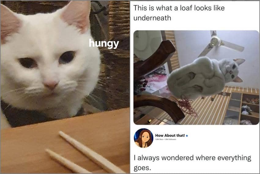 8 Meme Kucing Putih, kok Mereka Lapar Melulu, sih?