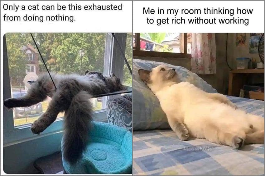 7 Meme Kucing tentang Gak Ngapa-ngapain, kok Malah Capek, ya?