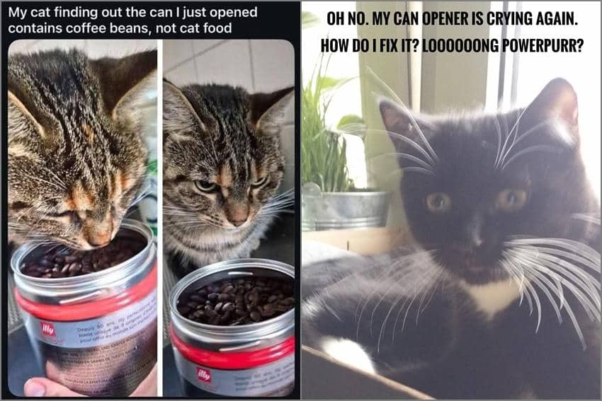8 Meme Kucing tentang Pembuka Kaleng, Nama Panggilan buat Babu?