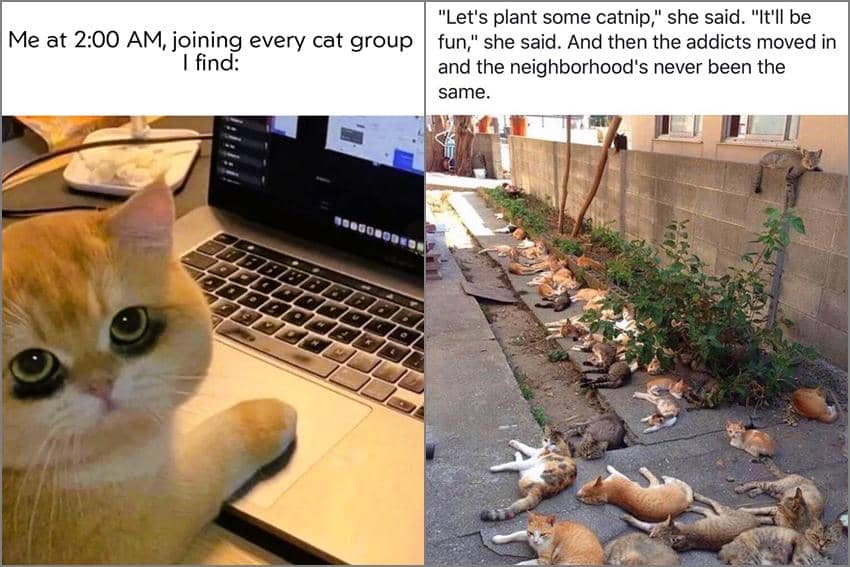 8 Meme Kucing tentang Kecanduan, Gak Tahan sama Catnip?