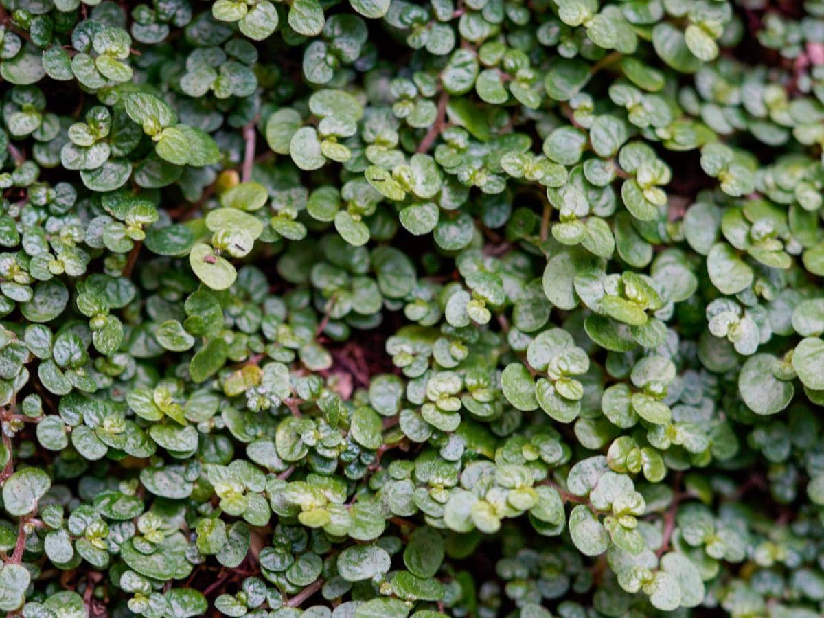 ilustrasi pilea depressa
