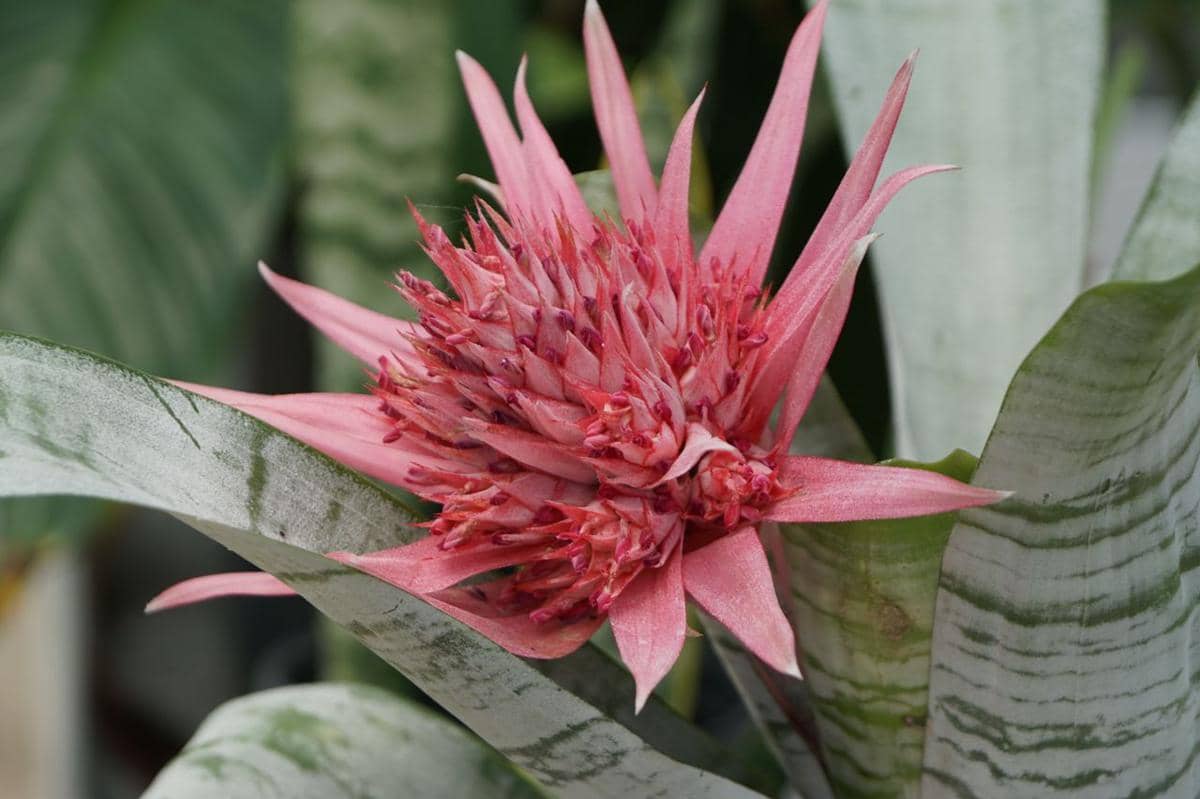 ilustrasi bromelia urn