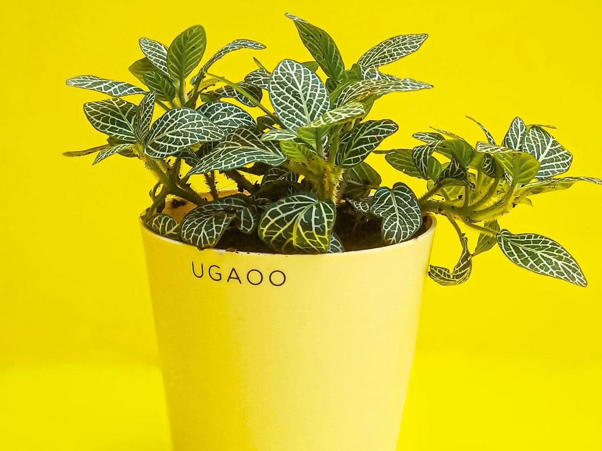 ilustrasi fittonia