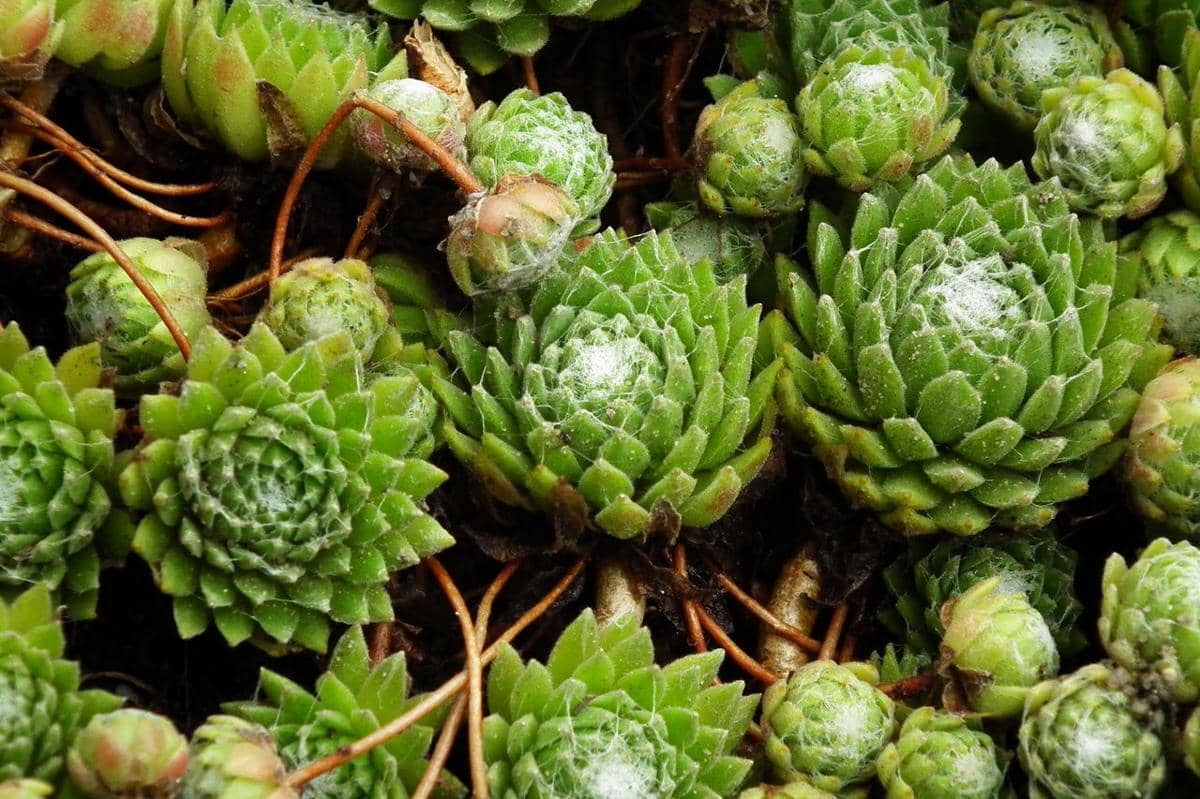 ilustrasi sempervivum