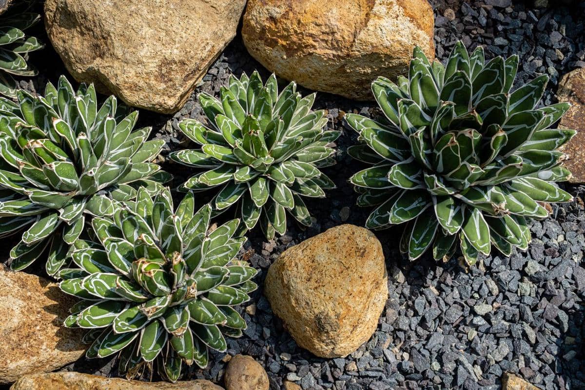 ilustrasi agave ratu victoria