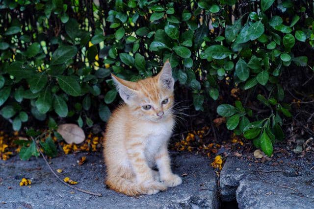 +Ilustrasi anak kucing dibuang (pexels.com/ Nguyen Huy )