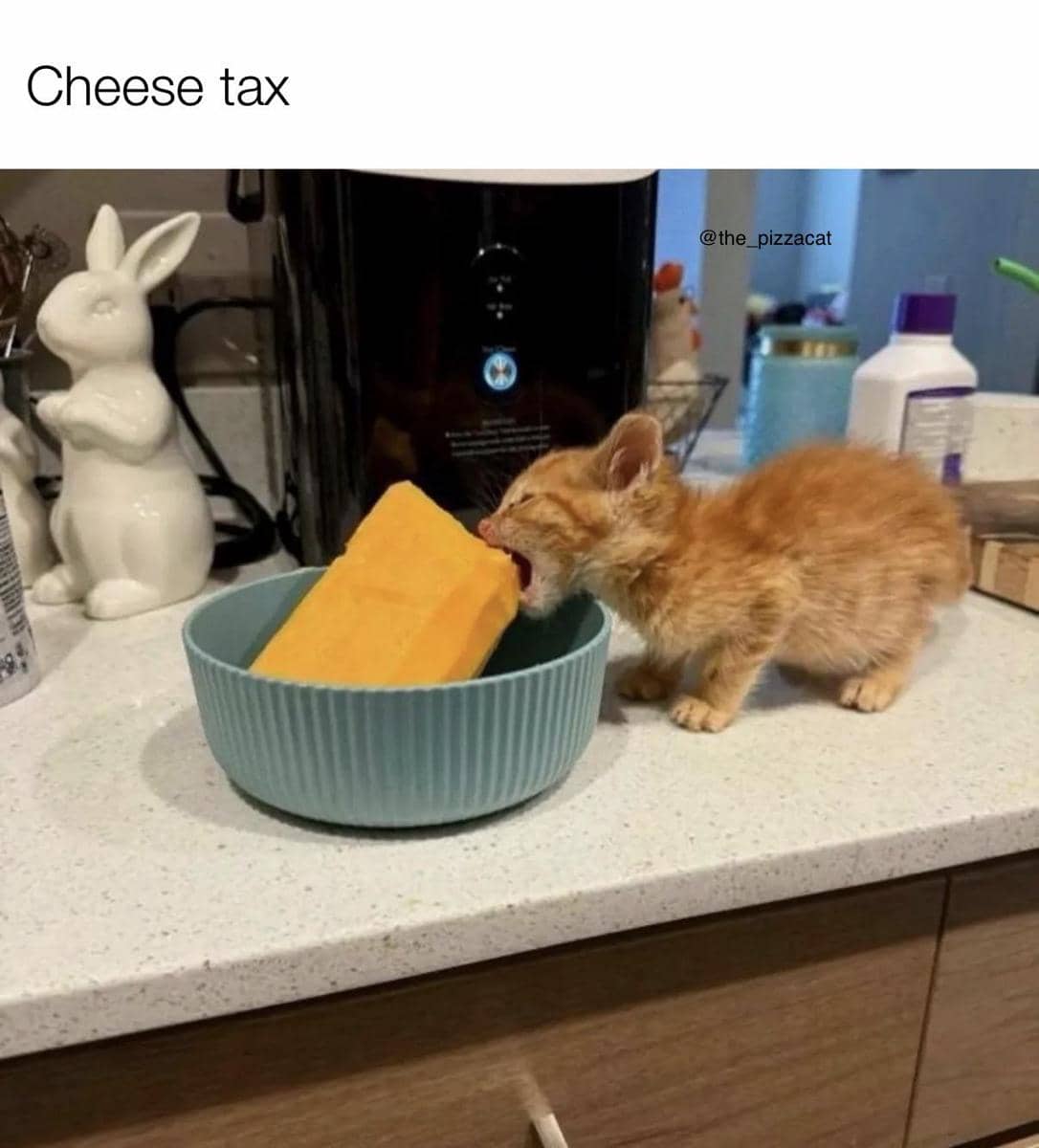 meme kucing dan keju