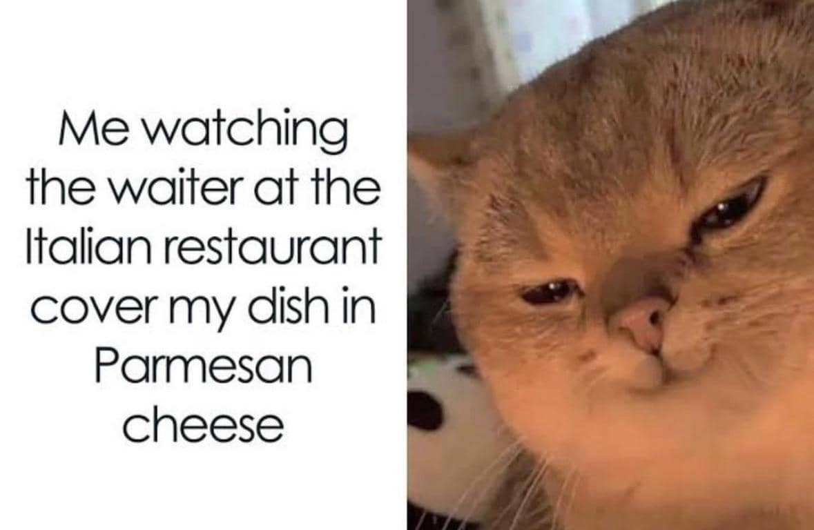 8 Meme Kucing dan Keju, Parmesan Jadi Favorit Banyak Orang