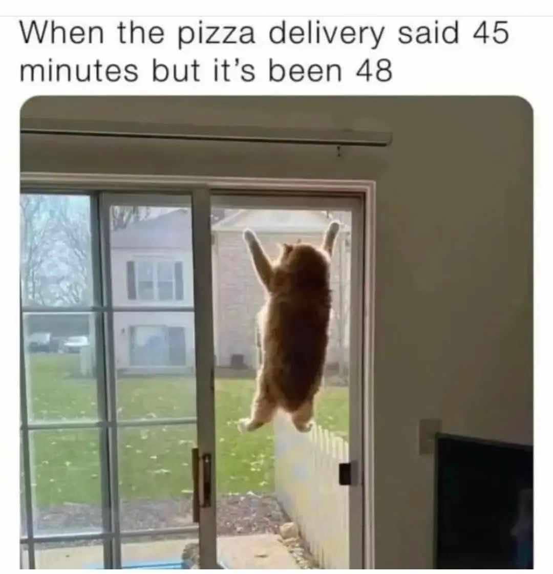 meme kucing tentang kurir