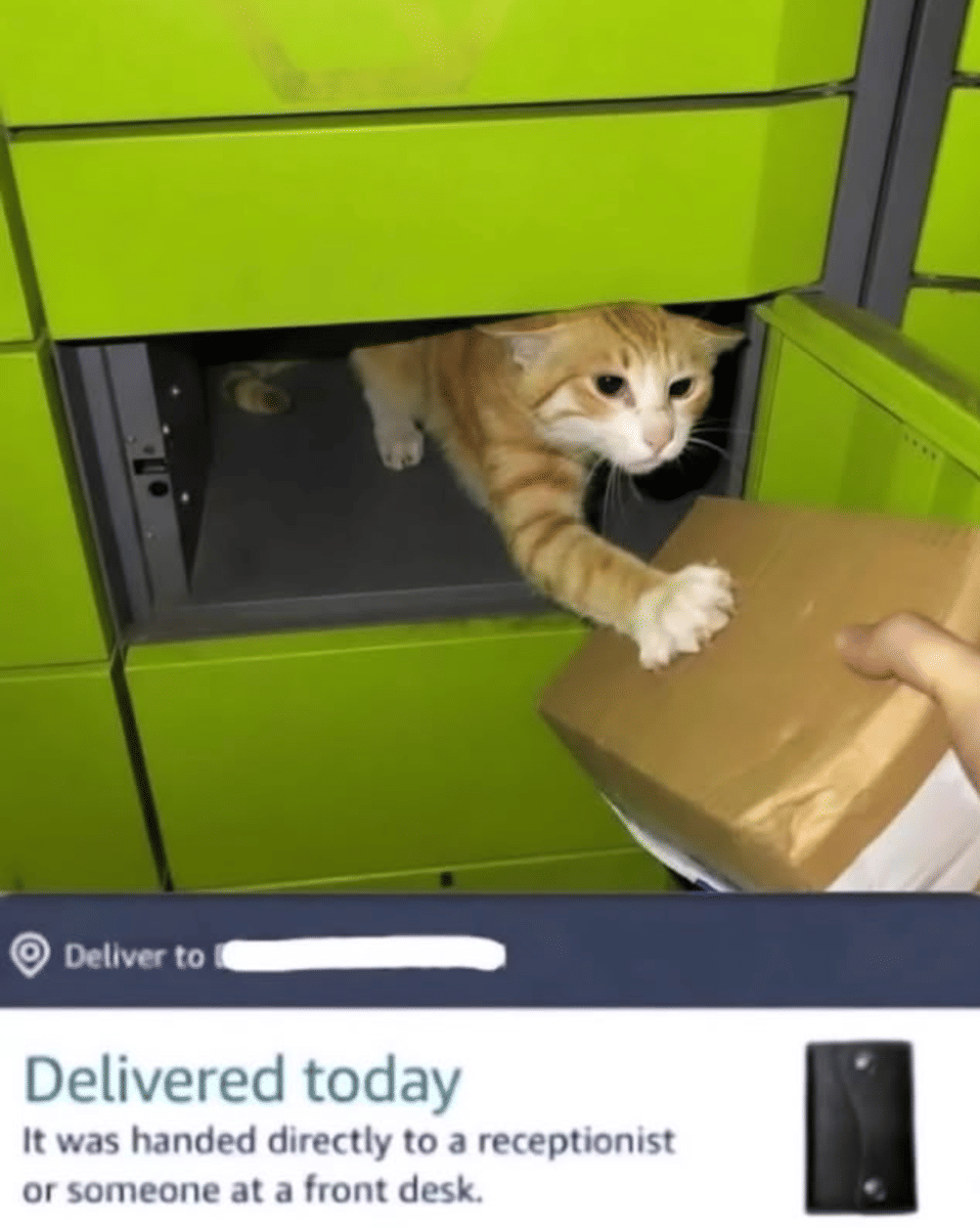 meme kucing tentang kurir