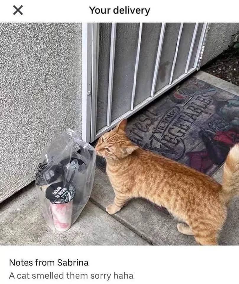 meme kucing tentang kurir