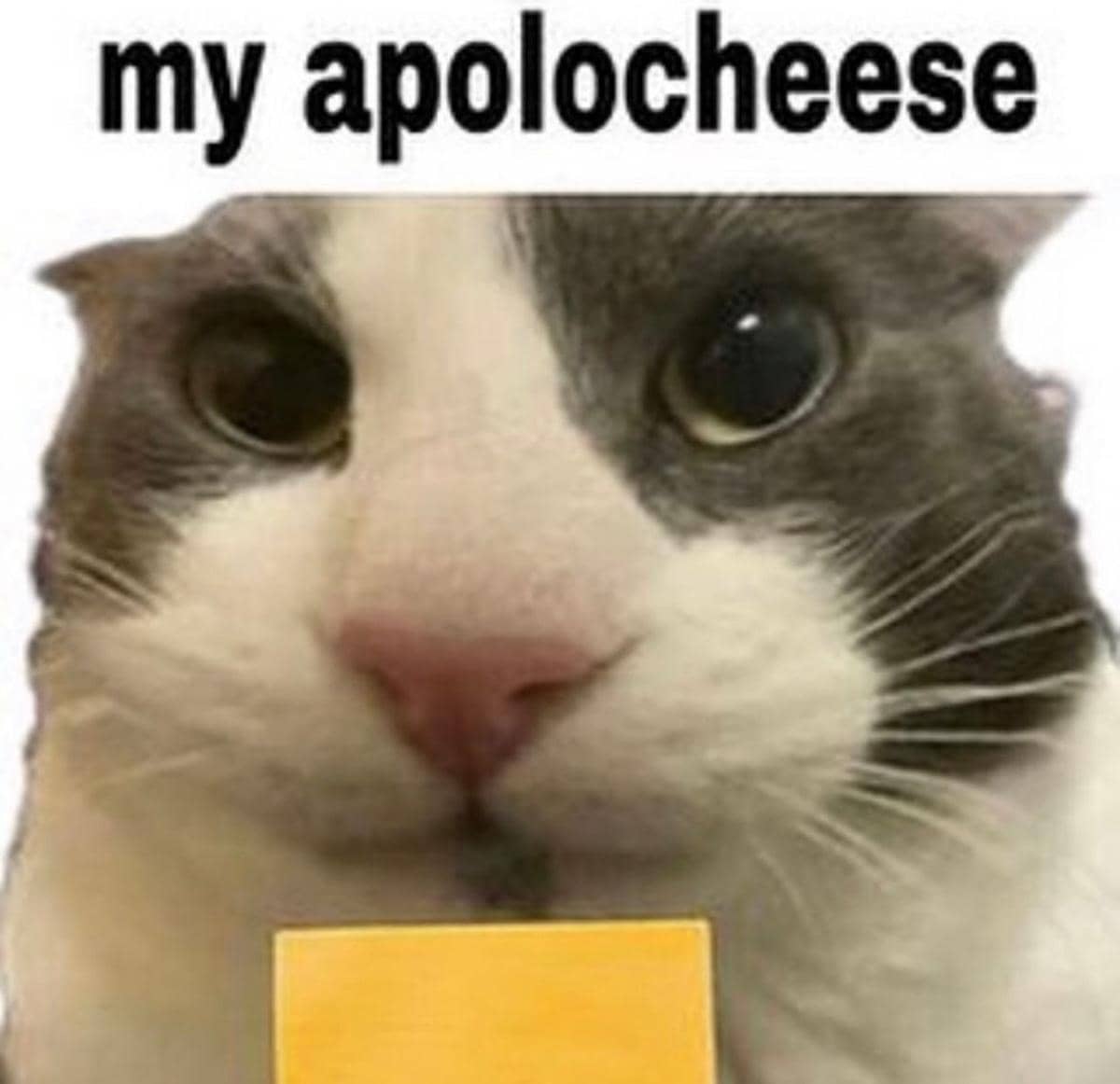 meme kucing dan keju