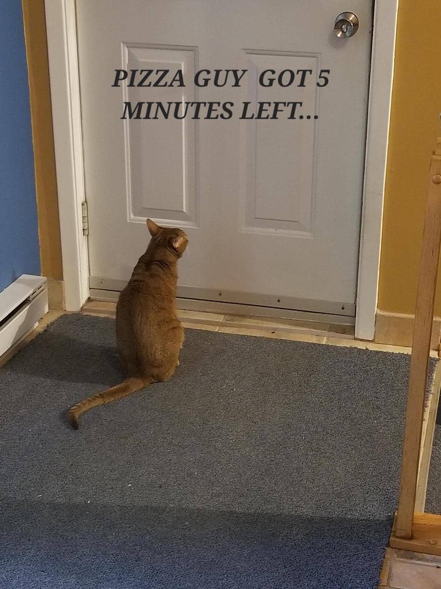 meme kucing tentang kurir