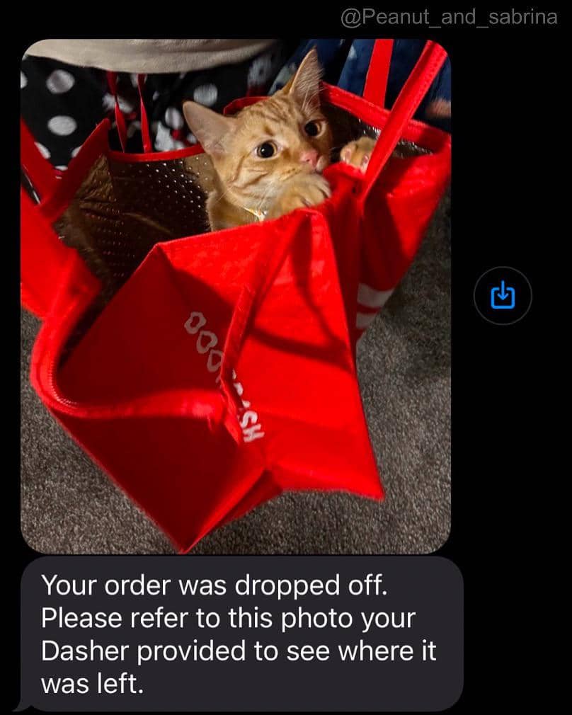 meme kucing tentang kurir